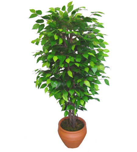 Ficus Benjamin 1,50 cm   Kahramanmara iek gnderme 