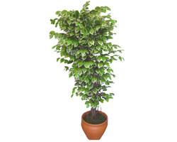 Ficus zel Starlight 1,75 cm   Kahramanmara iek yolla , iek gnder , ieki  