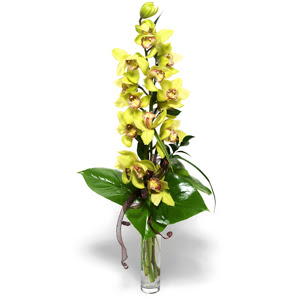  Kahramanmara internetten iek siparii  cam vazo ierisinde tek dal canli orkide