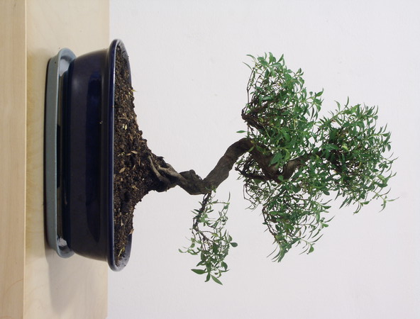 ithal bonsai saksi iegi  Kahramanmara yurtii ve yurtd iek siparii 