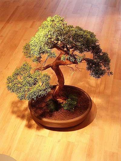 ithal bonsai saksi iegi  Kahramanmara ucuz iek gnder 