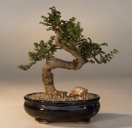 ithal bonsai saksi iegi  Kahramanmara iek yolla 