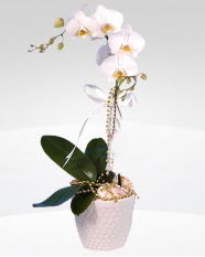 1 dall orkide saks iei  Kahramanmara internetten iek sat 