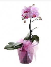 1 dal pembe orkide saks iei  Kahramanmara hediye iek yolla 