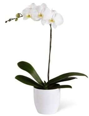 1 dall beyaz orkide  Kahramanmara iek yolla 