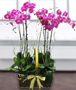 4 dall mor orkide  Kahramanmara ieki maazas 