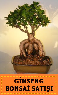 Ginseng bonsai sat japon aac  Kahramanmara iek yolla , iek gnder , ieki  
