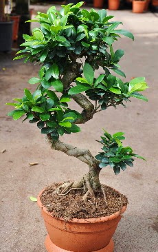 Orta boy bonsai saks bitkisi  Kahramanmara gvenli kaliteli hzl iek 