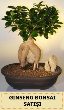 thal Ginseng bonsai sat japon aac  Kahramanmara iek servisi , ieki adresleri 