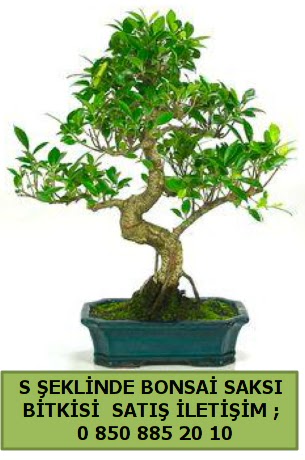 thal S eklinde dal erilii bonsai sat  Kahramanmara cicek , cicekci 