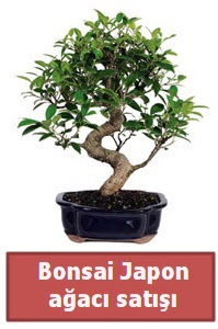 Japon aac bonsai sat  Kahramanmara iek servisi , ieki adresleri 