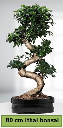 80 cm zel saksda bonsai bitkisi  Kahramanmara cicekciler , cicek siparisi 