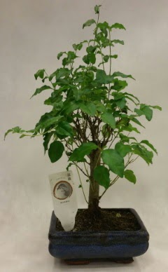 Minyatr bonsai japon aac sat  Kahramanmara cicekciler , cicek siparisi 