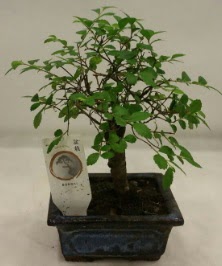 Minyatr ithal japon aac bonsai bitkisi  Kahramanmara uluslararas iek gnderme 