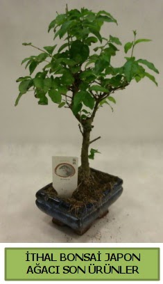 thal bonsai japon aac bitkisi  Kahramanmara ieki telefonlar 