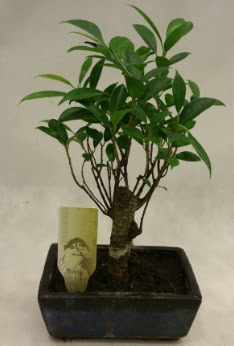 Japon aac bonsai bitkisi sat  Kahramanmara cicekciler , cicek siparisi 