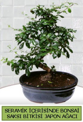 Seramik vazoda bonsai japon aac bitkisi  Kahramanmara iek servisi , ieki adresleri 