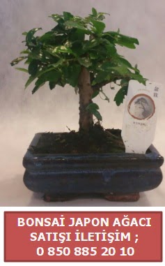 Japon aac minyar bonsai sat  Kahramanmara uluslararas iek gnderme 