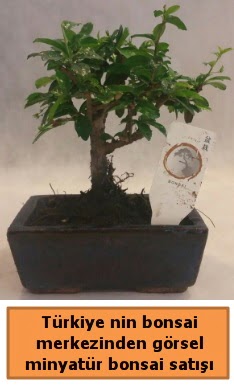 Japon aac bonsai sat ithal grsel  Kahramanmara online iek gnderme sipari 