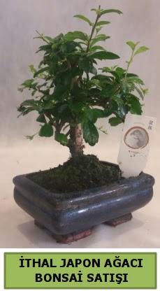 thal japon aac bonsai bitkisi sat  Kahramanmara cicekciler , cicek siparisi 