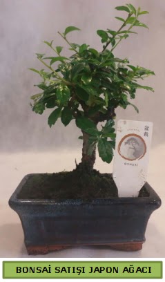 Minyatr bonsai aac sat  Kahramanmara cicek , cicekci 