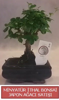 Kk grsel bonsai japon aac bitkisi  Kahramanmara 14 ubat sevgililer gn iek 