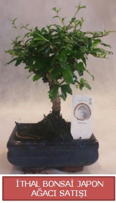 thal kk boy minyatr bonsai aa bitkisi  Kahramanmara cicekciler , cicek siparisi 