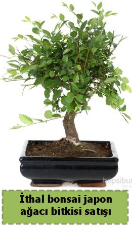 thal bonsai saks iei Japon aac sat  Kahramanmara internetten iek siparii 