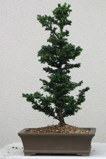 am aac bonsai bitkisi sat  Kahramanmara cicekciler , cicek siparisi 