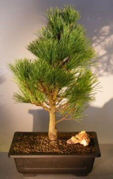 am aac japon aac bitkisi bonsai  Kahramanmara cicekciler , cicek siparisi 