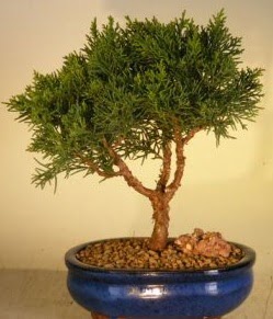 Servi am bonsai japon aac bitkisi  Kahramanmara online iek gnderme sipari 