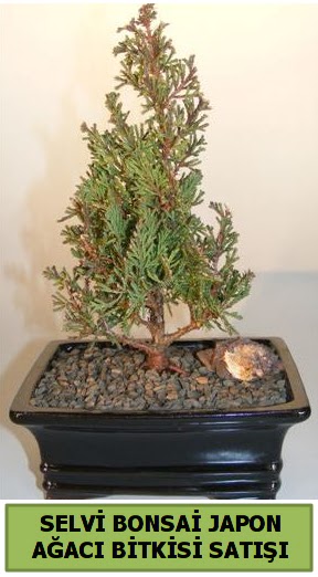 Selvi am japon aac bitkisi bonsai  Kahramanmara cicekciler , cicek siparisi 