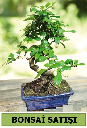 am bonsai japon aac sat  Kahramanmara uluslararas iek gnderme 