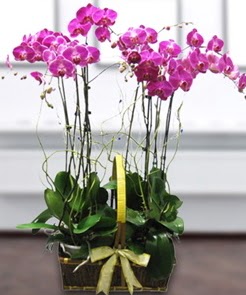 7 dall mor lila orkide  Kahramanmara iek siparii vermek 