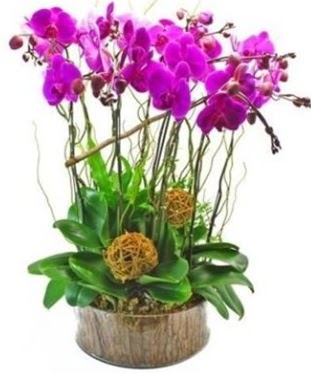 Ahap ktkte lila mor orkide 8 li  Kahramanmara iek maazas , ieki adresleri 
