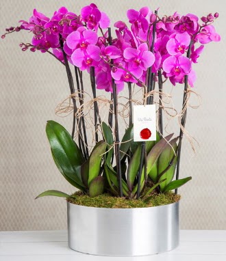 11 dall mor orkide metal vazoda  Kahramanmara iek siparii vermek 