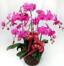 Sepet ierisinde 5 dall lila orkide  Kahramanmara anneler gn iek yolla 