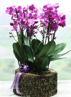 Ktk ierisinde 6 dall mor orkide  Kahramanmara anneler gn iek yolla 
