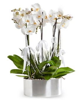 Be dall metal saksda beyaz orkide  Kahramanmara online iek gnderme sipari 