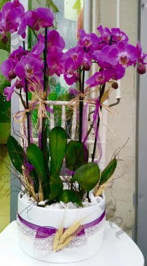 Seramik vazoda 4 dall mor lila orkide  Kahramanmara online ieki , iek siparii 