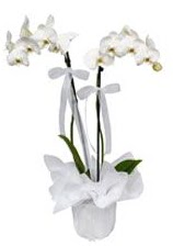 2 dall beyaz orkide  Kahramanmara ieki maazas 