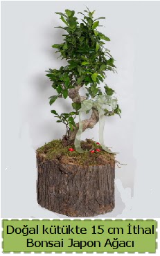 Doal ktkte thal bonsai japon aac  Kahramanmara cicek , cicekci 