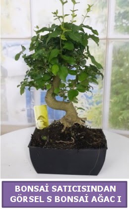 S dal erilii bonsai japon aac  Kahramanmara uluslararas iek gnderme 
