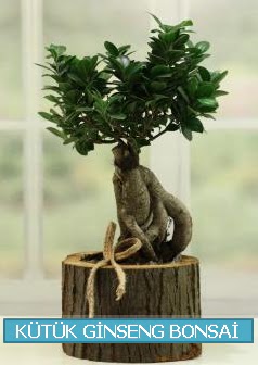 Ktk aa ierisinde ginseng bonsai  Kahramanmara iek siparii vermek 