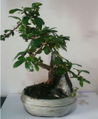 S eklinde ithal bonsai aac  Kahramanmara online iek gnderme sipari 
