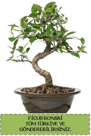 Ficus bonsai  Kahramanmara iek siparii vermek 