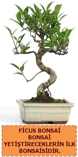 Ficus bonsai 15 ile 25 cm arasndadr  Kahramanmara online iek gnderme sipari 