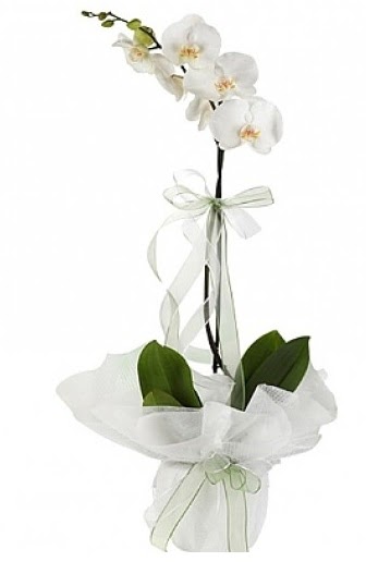 Tekli Beyaz Orkide  Kahramanmara hediye sevgilime hediye iek 