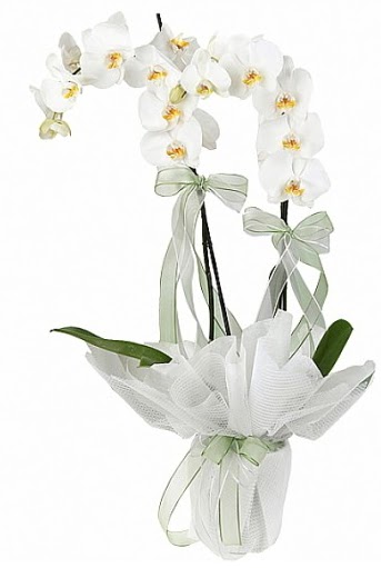 ift Dall Beyaz Orkide  Kahramanmara iek gnderme 