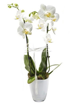 2 dall beyaz seramik beyaz orkide sakss  Kahramanmara iek siparii vermek 